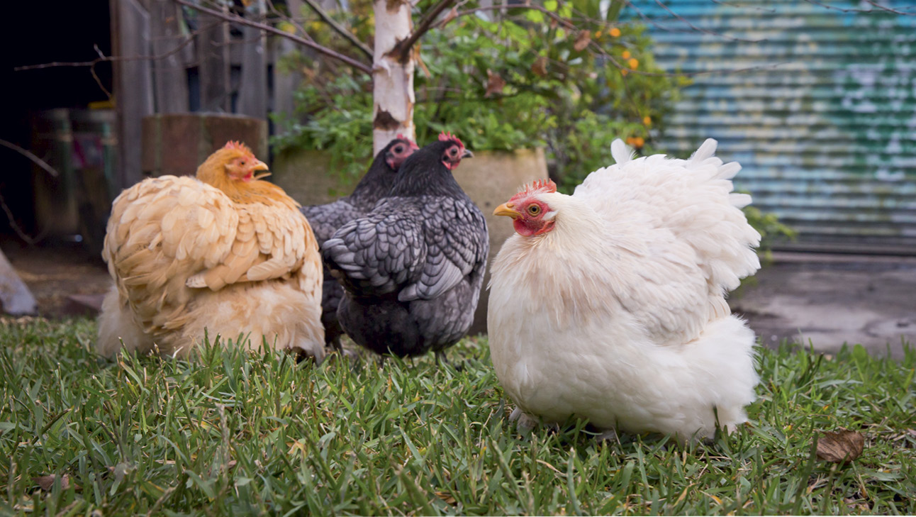 Chooks take vegie scraps and turn them into a valuable garden product.